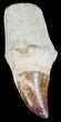 Rooted Mosasaur (Prognathodon) Tooth - Impressive #55827-1